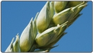 List of Grains