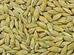 Barley