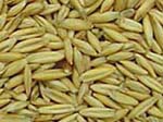 Oats