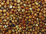 Sorghum