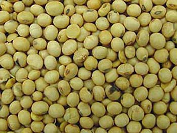 Soybeans