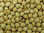 Soybeans
