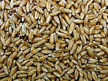 Tritacale