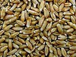Tritacale