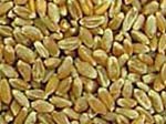 Wheat
